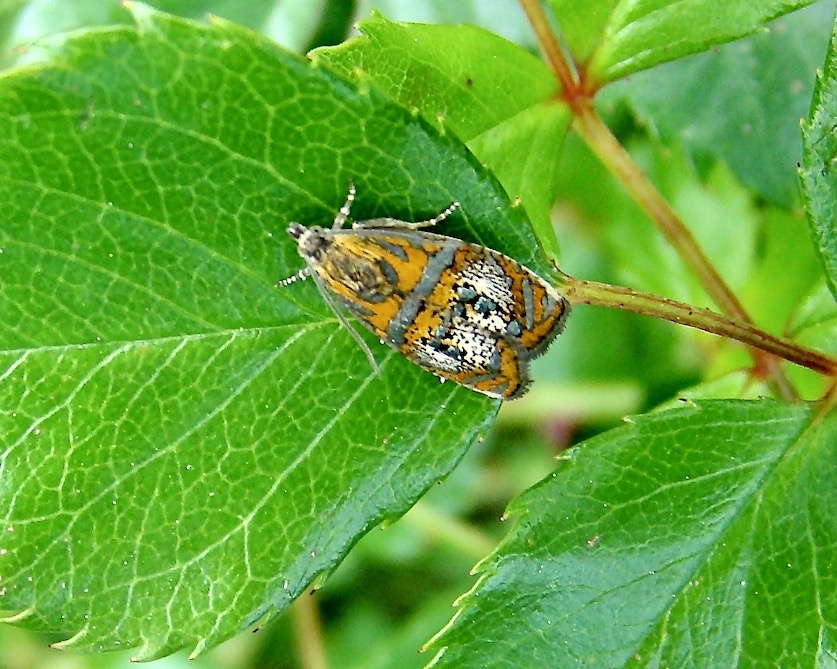 olethreutes arcuella